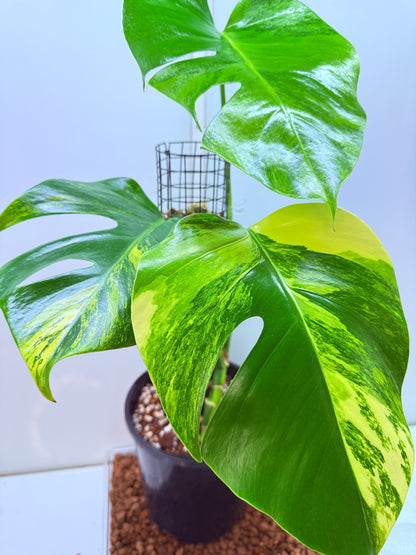 Monstera Aurea - MA1