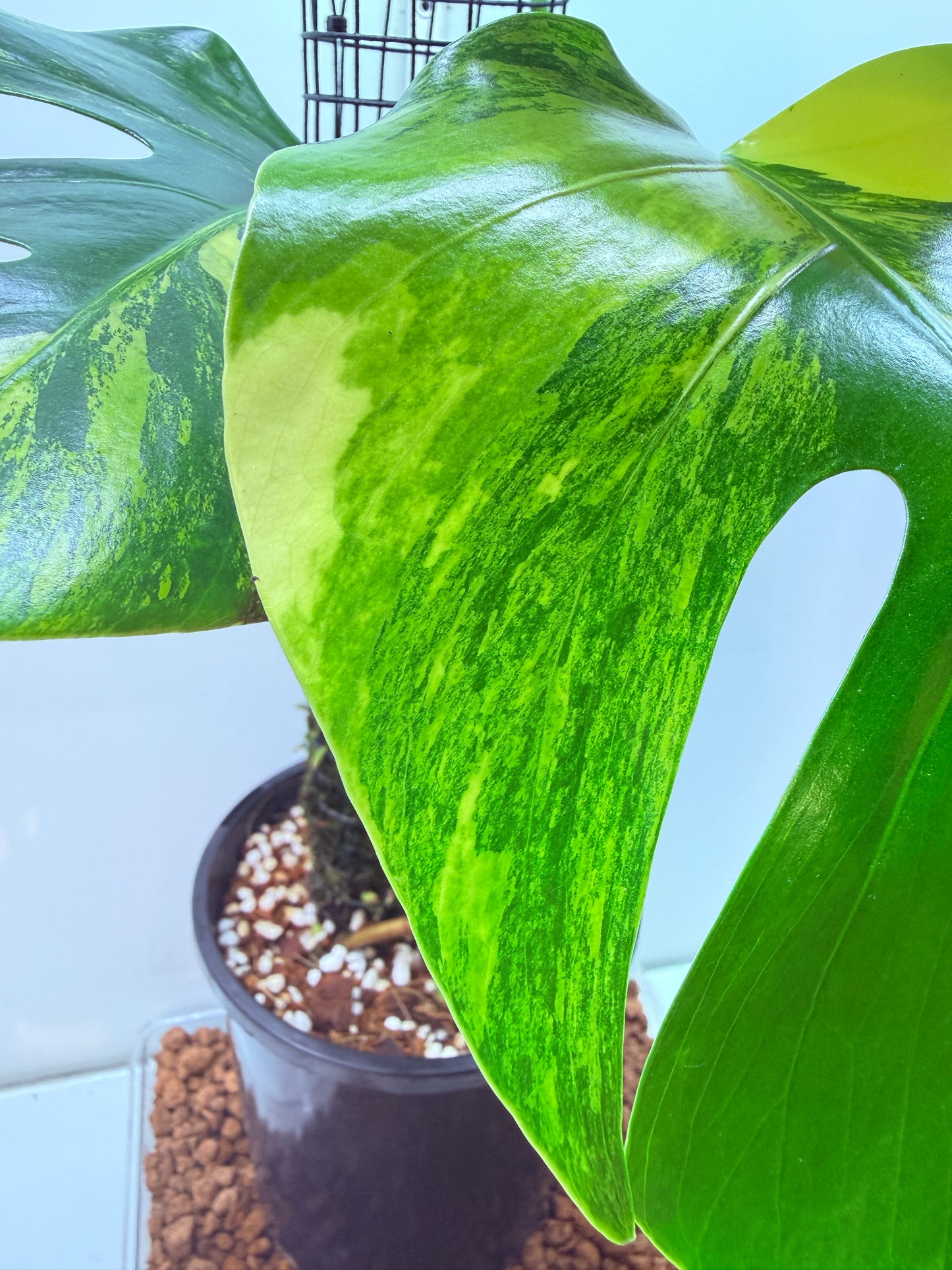 Monstera Aurea - MA1