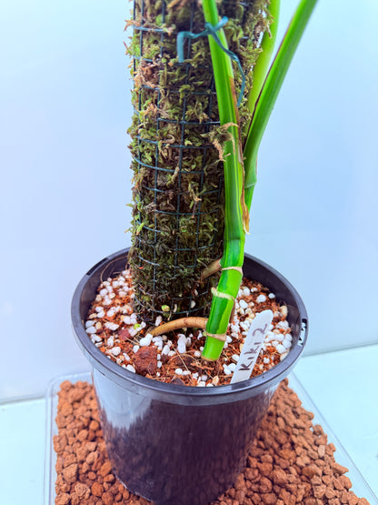 Monstera Aurea - MA1