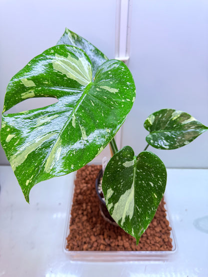 Monstera Thai Constellation - MTC1