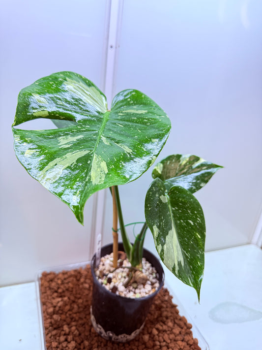 Monstera Thai Constellation - MTC1