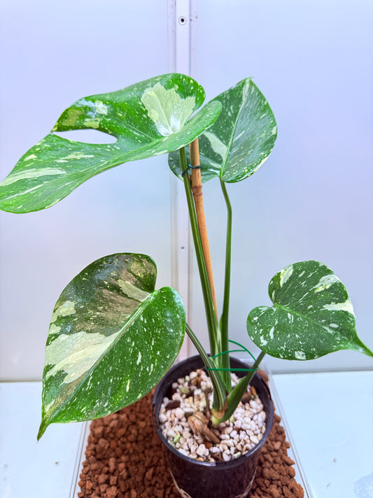 Monstera Thai Constellation - MTC1