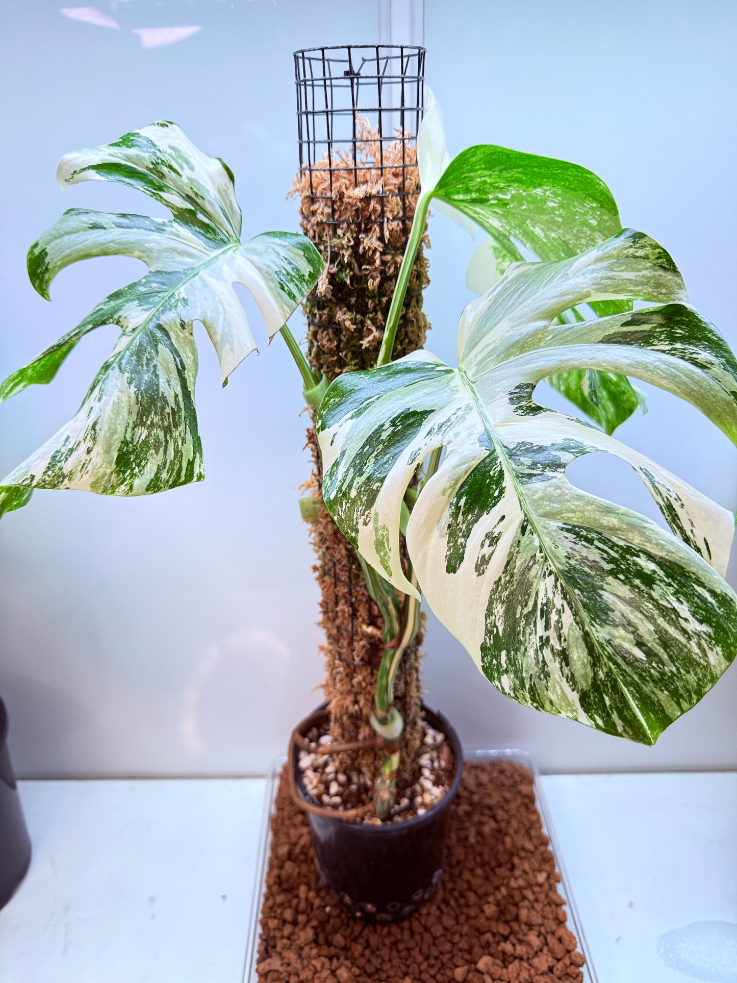 Monstera Borsigana-MB1