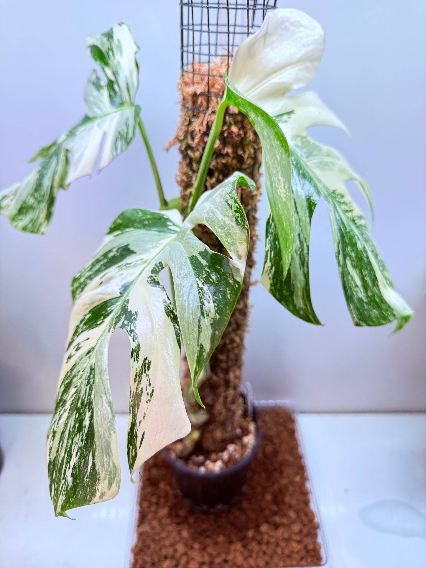 Monstera Borsigana-MB1