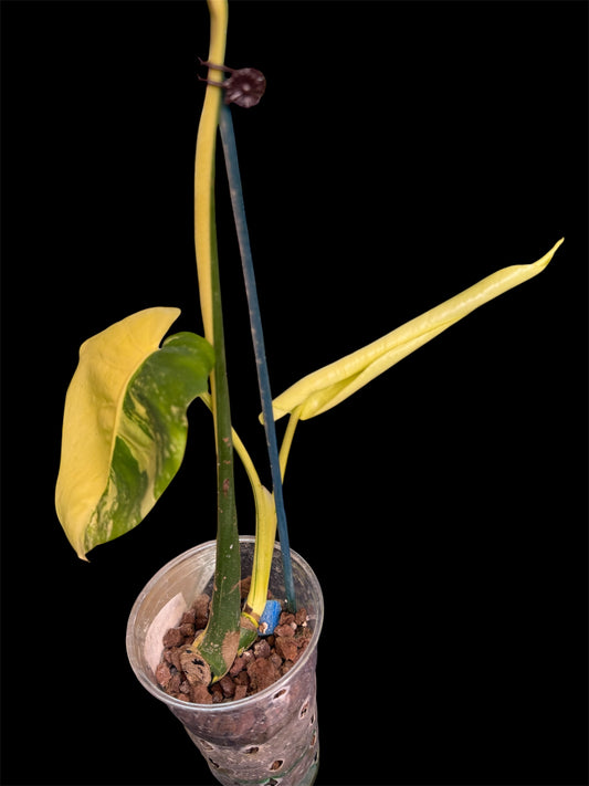 Monstera Yellow Thai