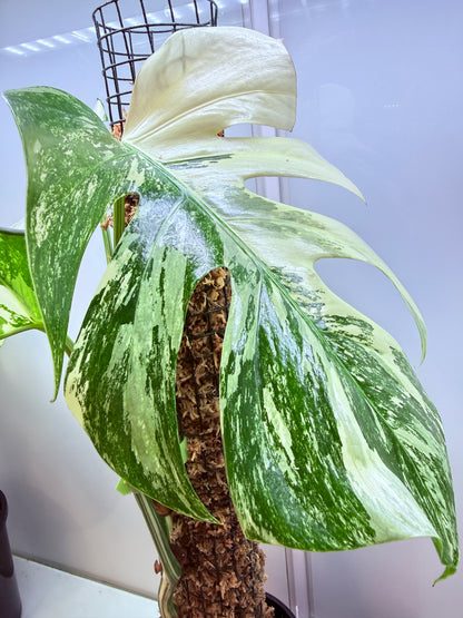 Monstera Borsigana-MB1