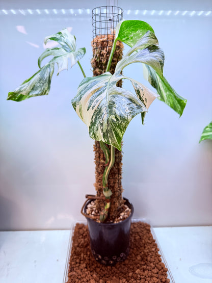 Monstera Borsigana-MB1