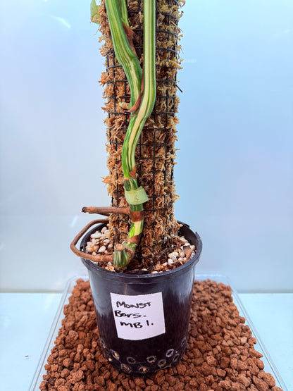 Monstera Borsigana-MB1