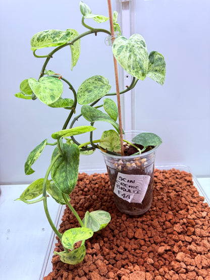 Scindapsus Crème Brûlée - F4A