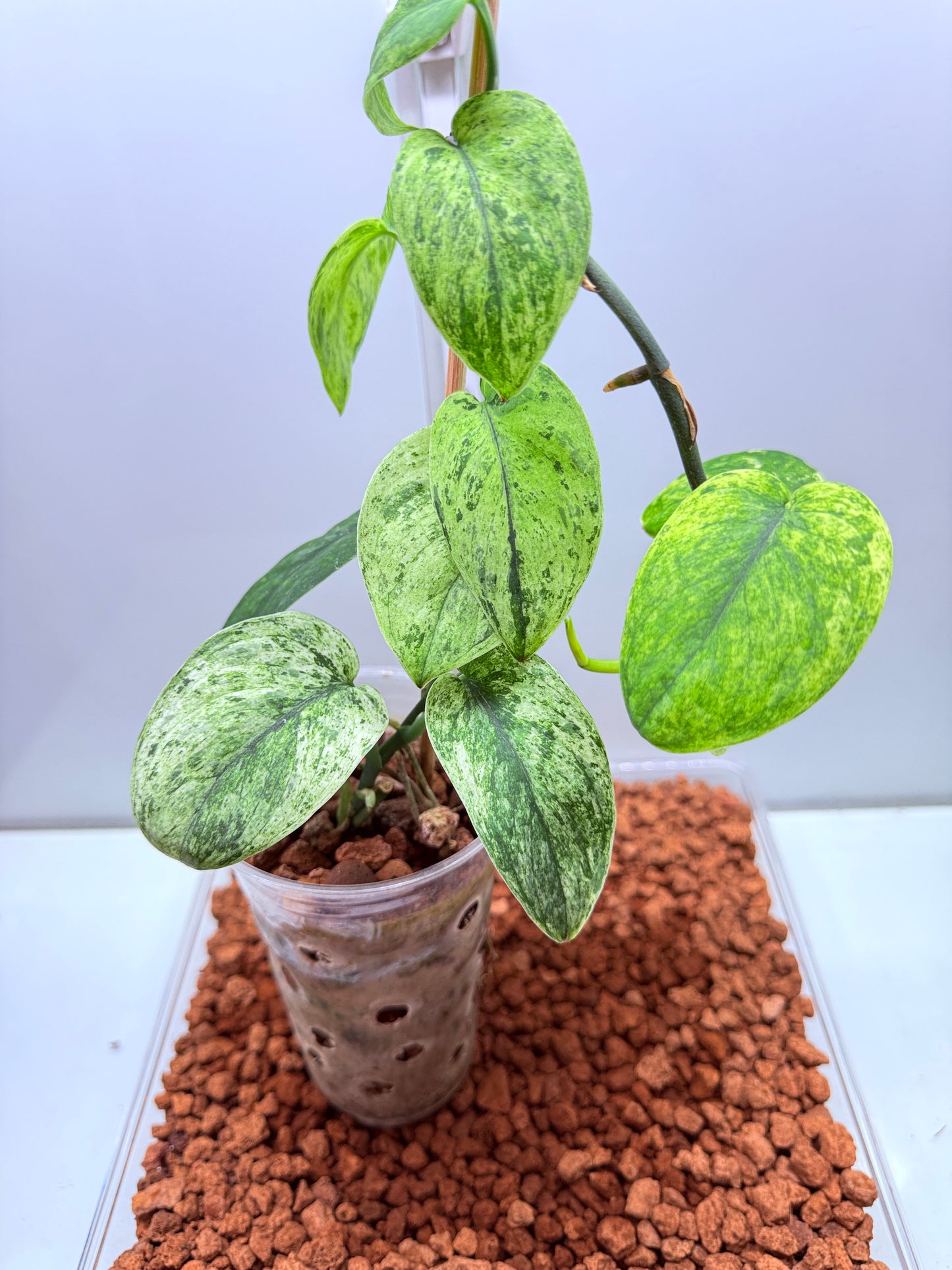 Scindapsus Crème Brûlée - SCB1