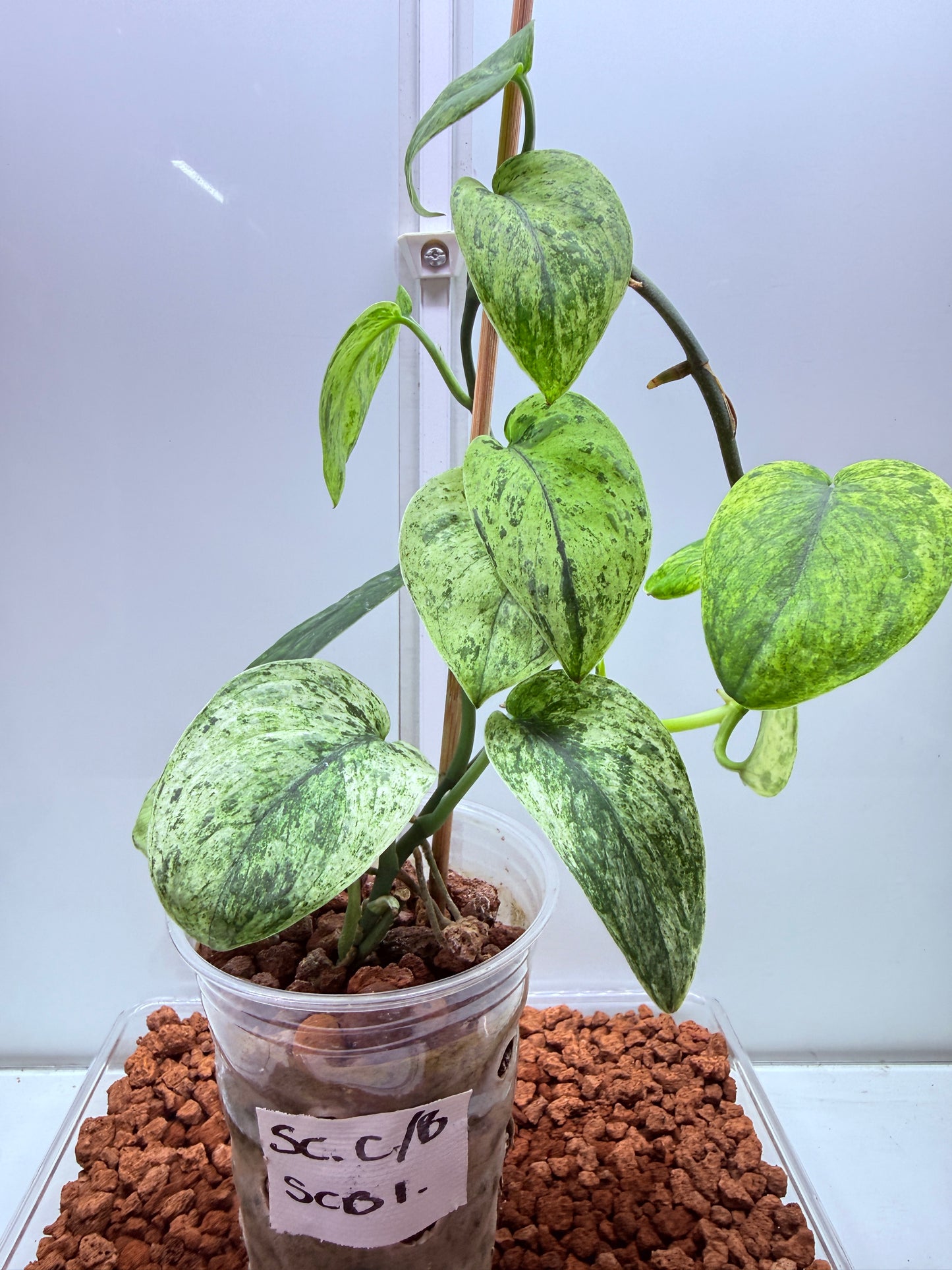Scindapsus Crème Brûlée - SCB1