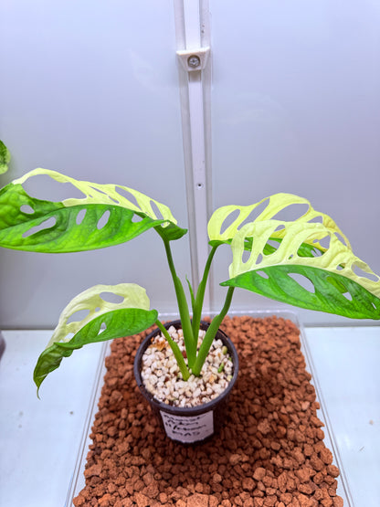 Monstera Adansonii Var Half Moon - MA5