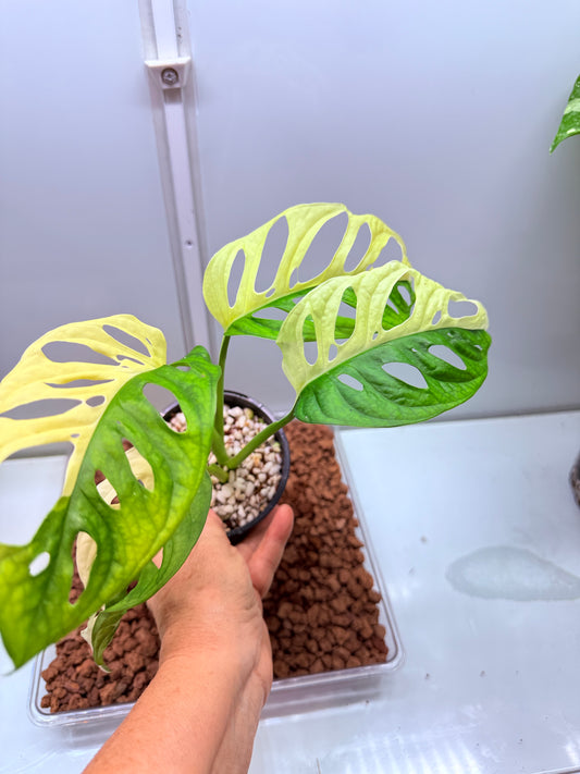 Monstera Adansonii Var Half Moon - MA5