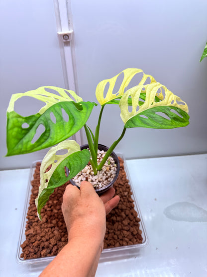 Monstera Adansonii Var Half Moon - MA5