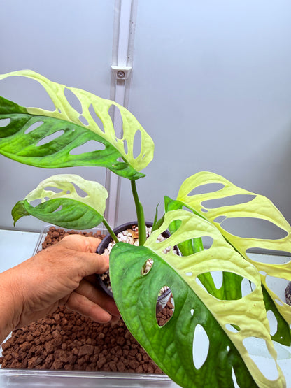Monstera Adansonii Var Half Moon - MA5