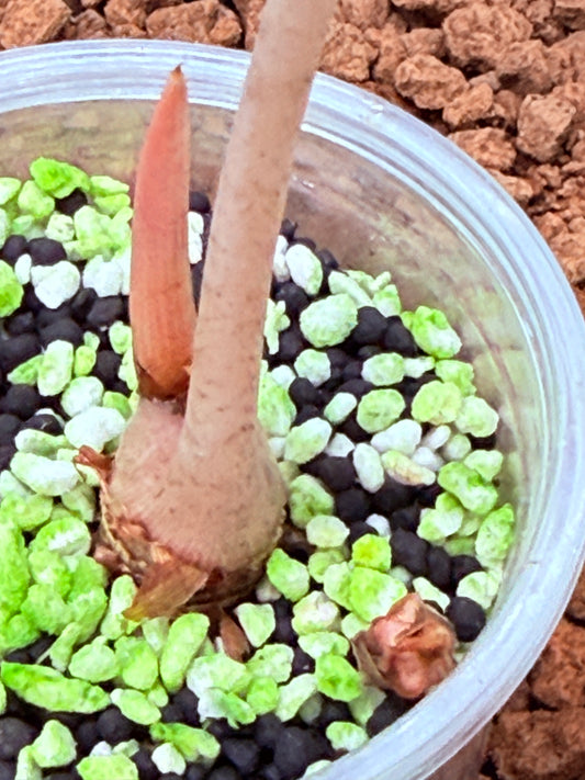 Alocasia Pink Dragon with corm - apvd1