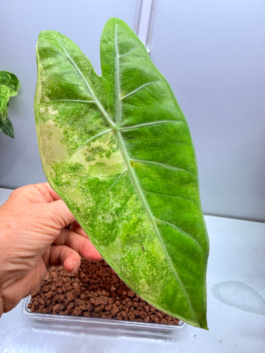 Alocasia Pink Dragon with corm - apvd1