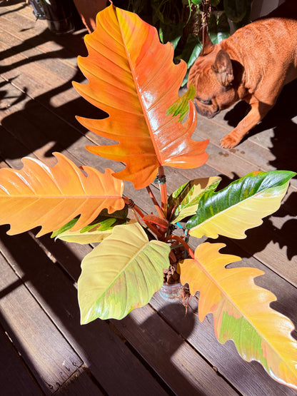 Philodendron Caramel Marble Non TC - PKM2