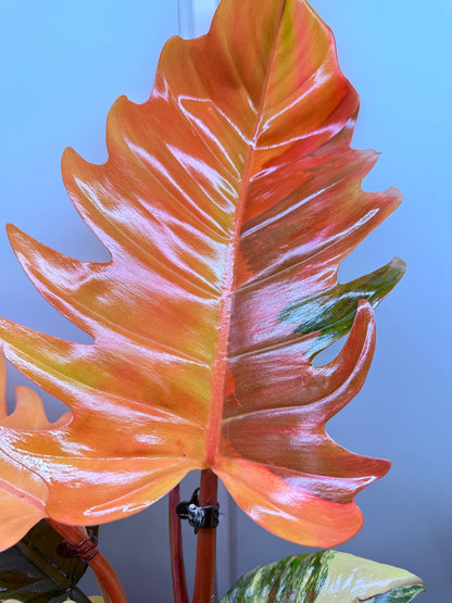 Philodendron Caramel Marble Non TC - PKM2