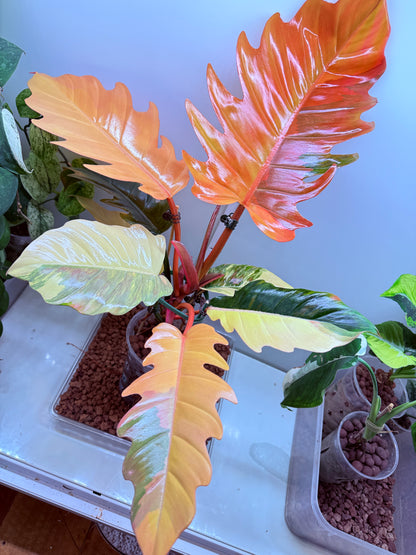 Philodendron Caramel Marble Non TC - PKM2