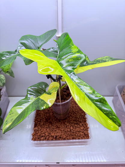 Philodendron Bipenfolium Variegated - PB 2 - non tc