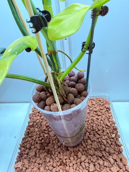 Philodendron Bipenfolium Variegated - PB 2 - non tc