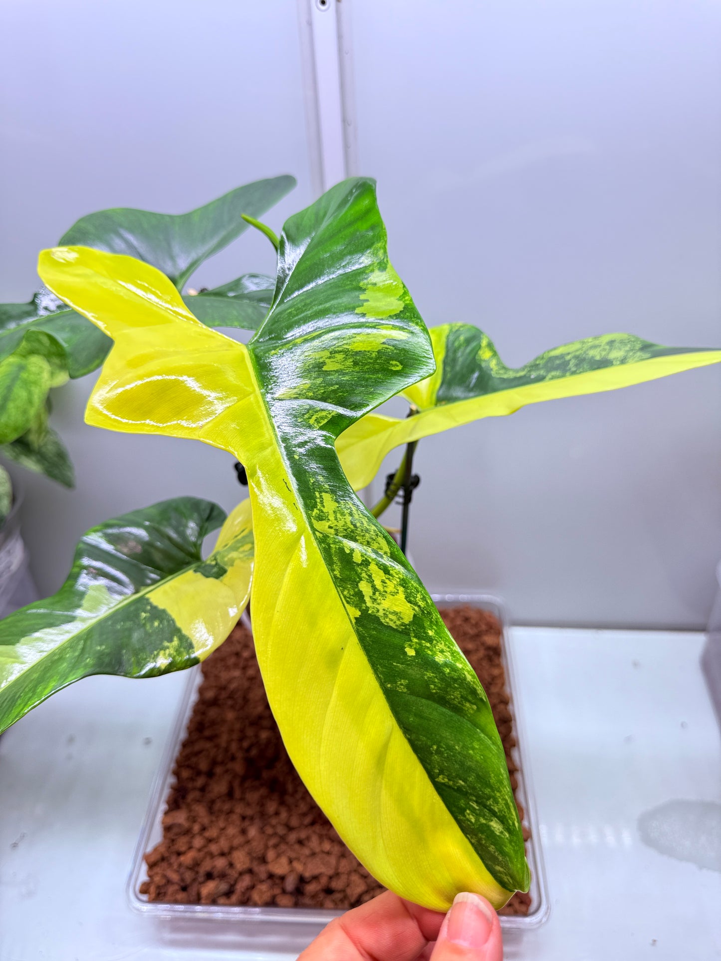 Philodendron Bipenfolium Variegated - PB 2 - non tc