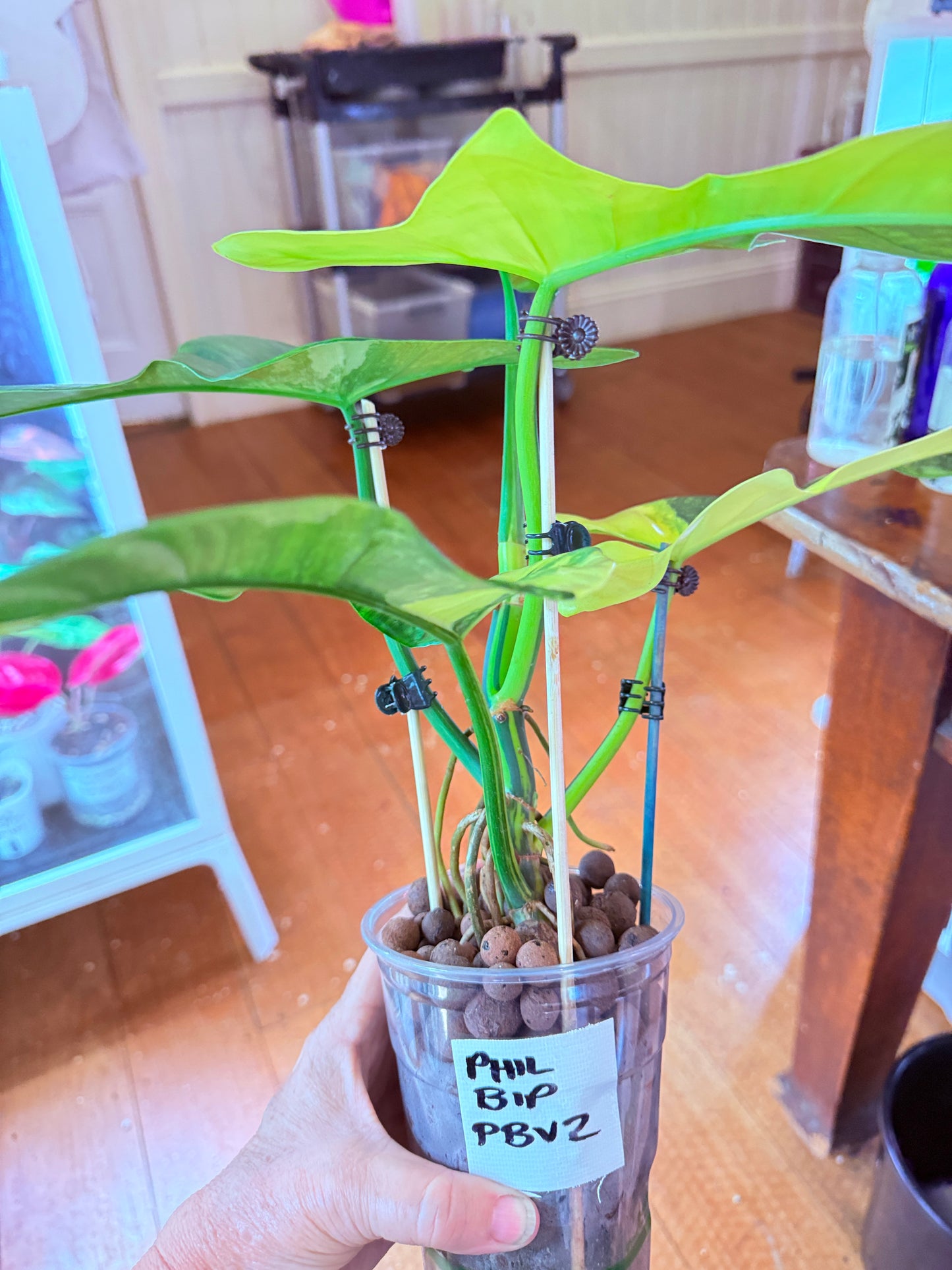 Philodendron Bipenfolium Variegated - PB 2 - non tc