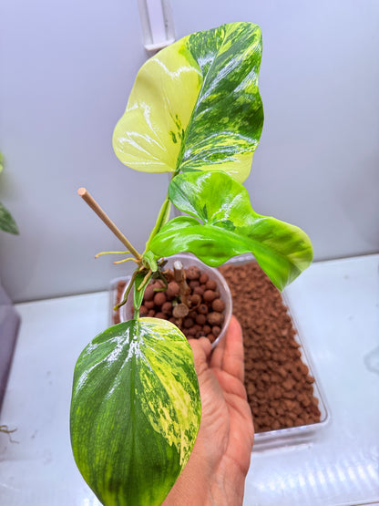 Philodendron Bipenfolium Variegated - PB 3 - non tc