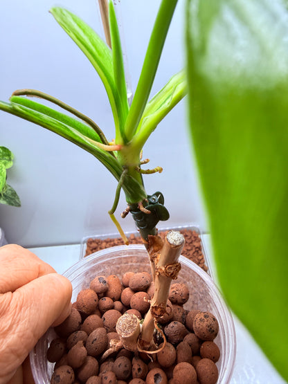 Philodendron Bipenfolium Variegated - PB 3 - non tc