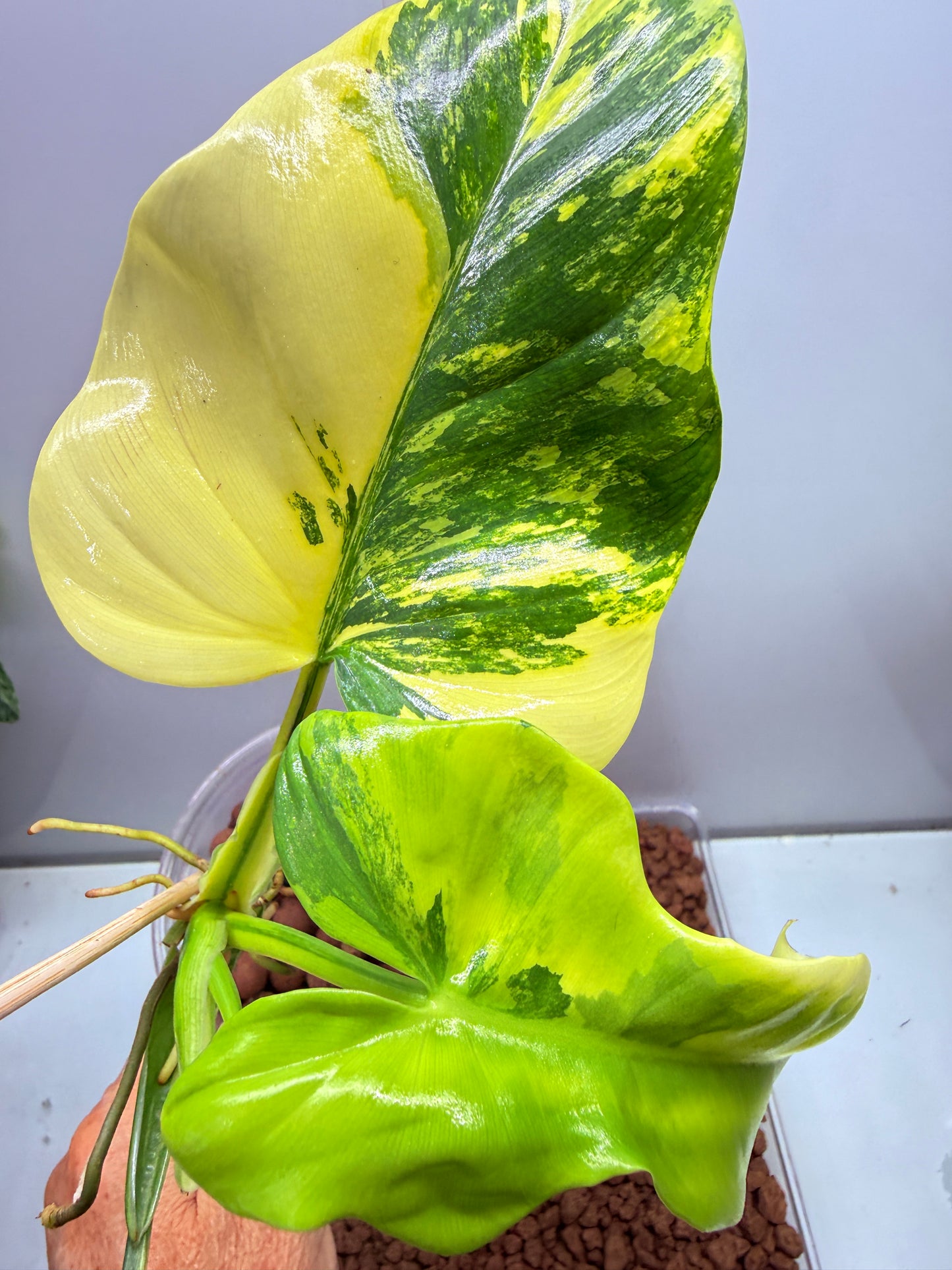 Philodendron Bipenfolium Variegated - PB 3 - non tc