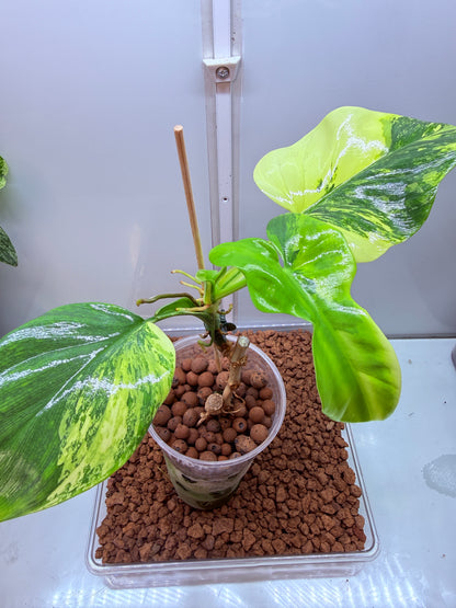 Philodendron Bipenfolium Variegated - PB 3 - non tc