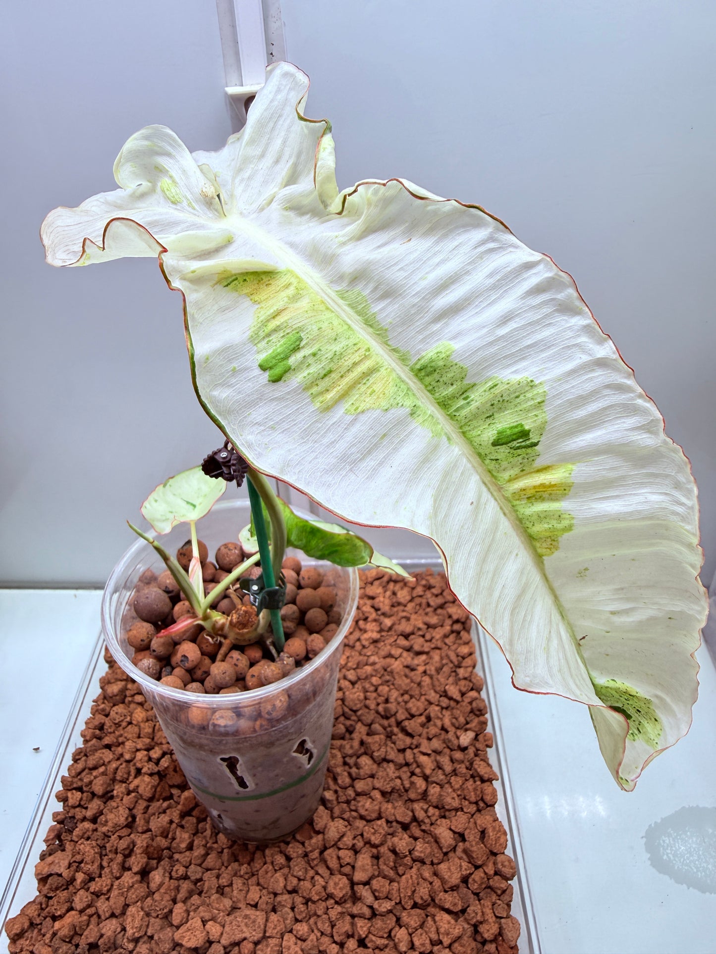 Philodendron Parasio Verde White - PPVW 1