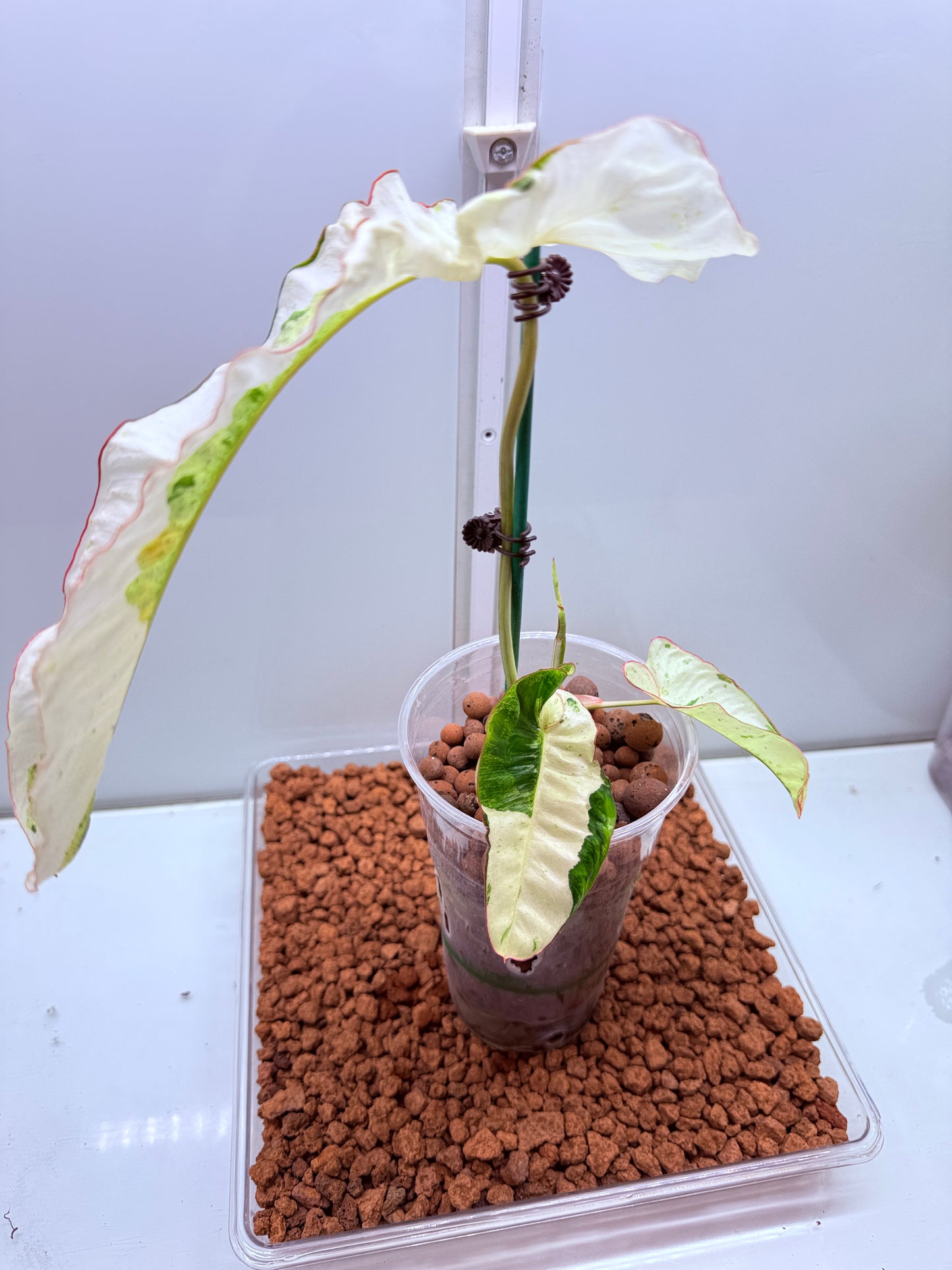 Philodendron Parasio Verde White - PPVW 1