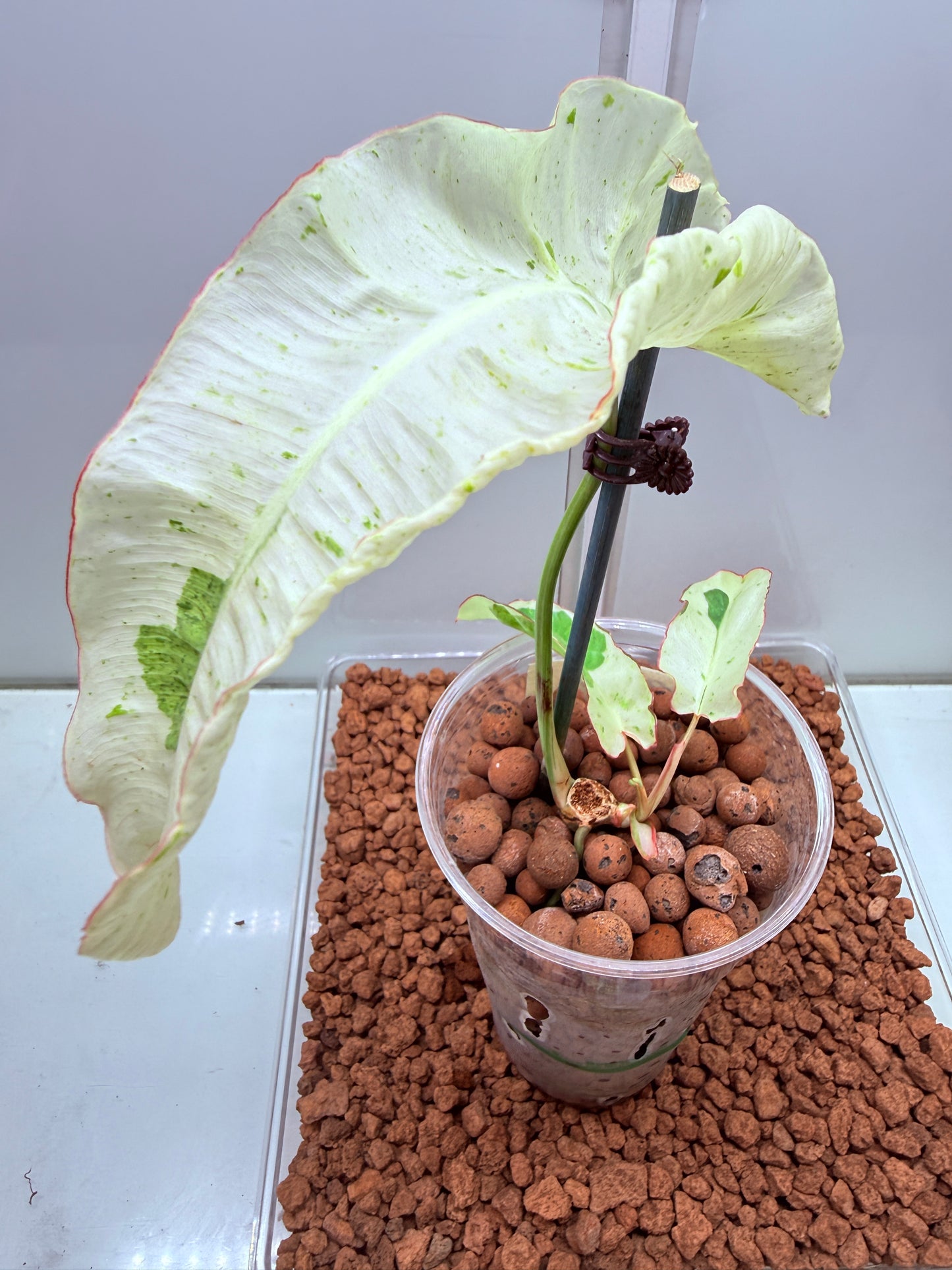 Philodendron Parasio Verde White - PPVW 2