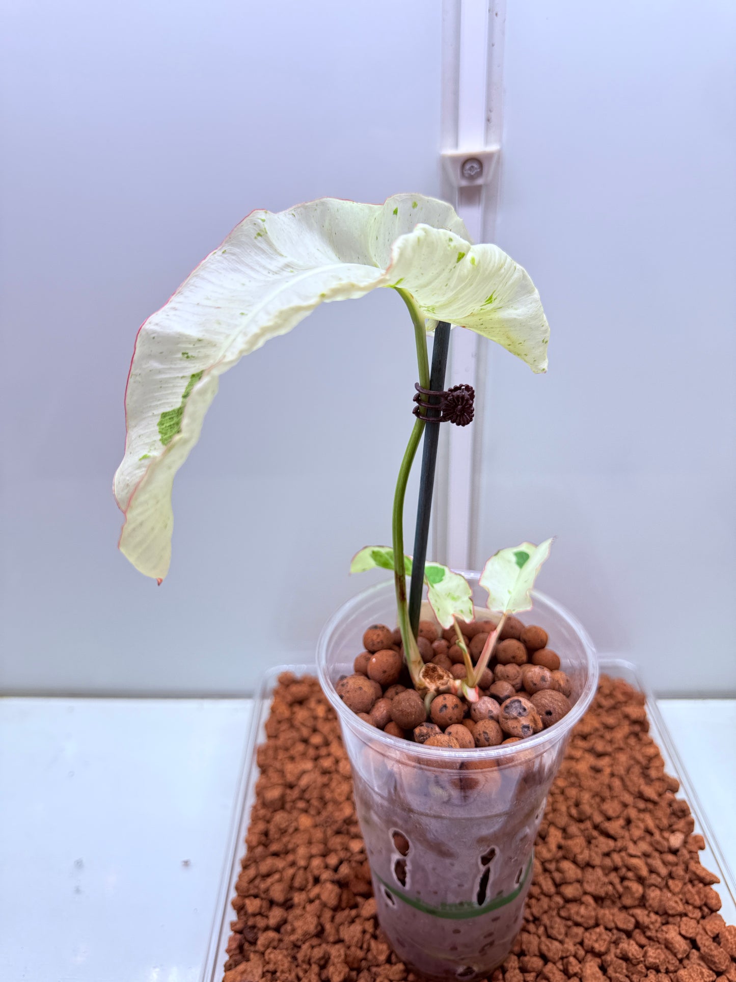 Philodendron Parasio Verde White - PPVW 2