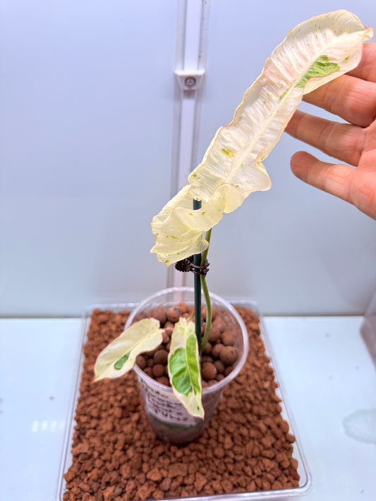 Philodendron Parasio Verde White - PPVW 2