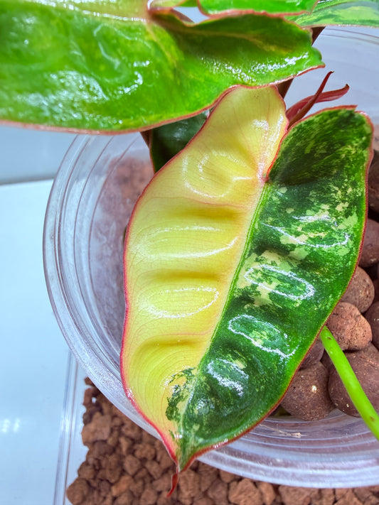 Philodendron Billietiae Non TC Variegated- PBV4