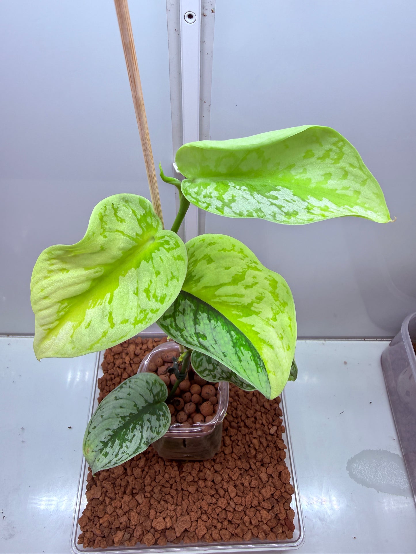 Scindapsus Mayari Aurea High Variegation - SMA1