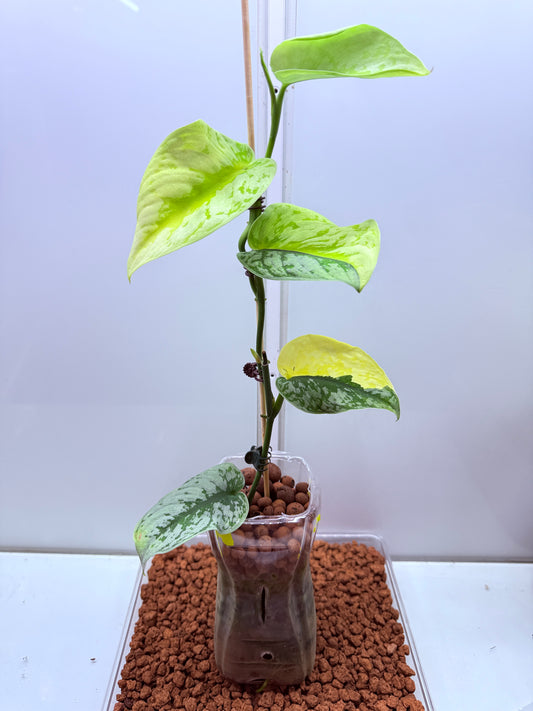 Scindapsus Mayari Aurea High Variegation - SMA1
