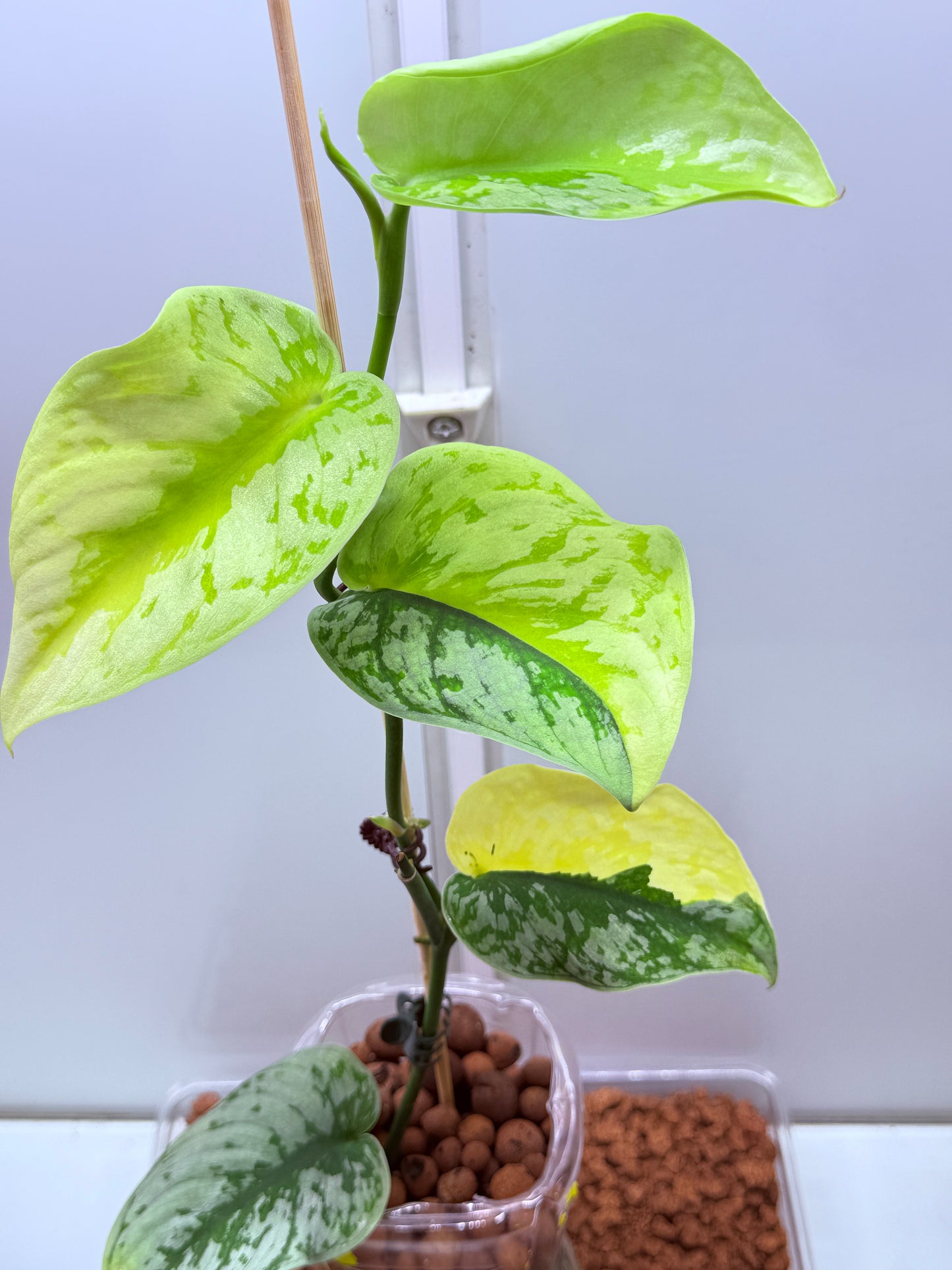 Scindapsus Mayari Aurea High Variegation - SMA1