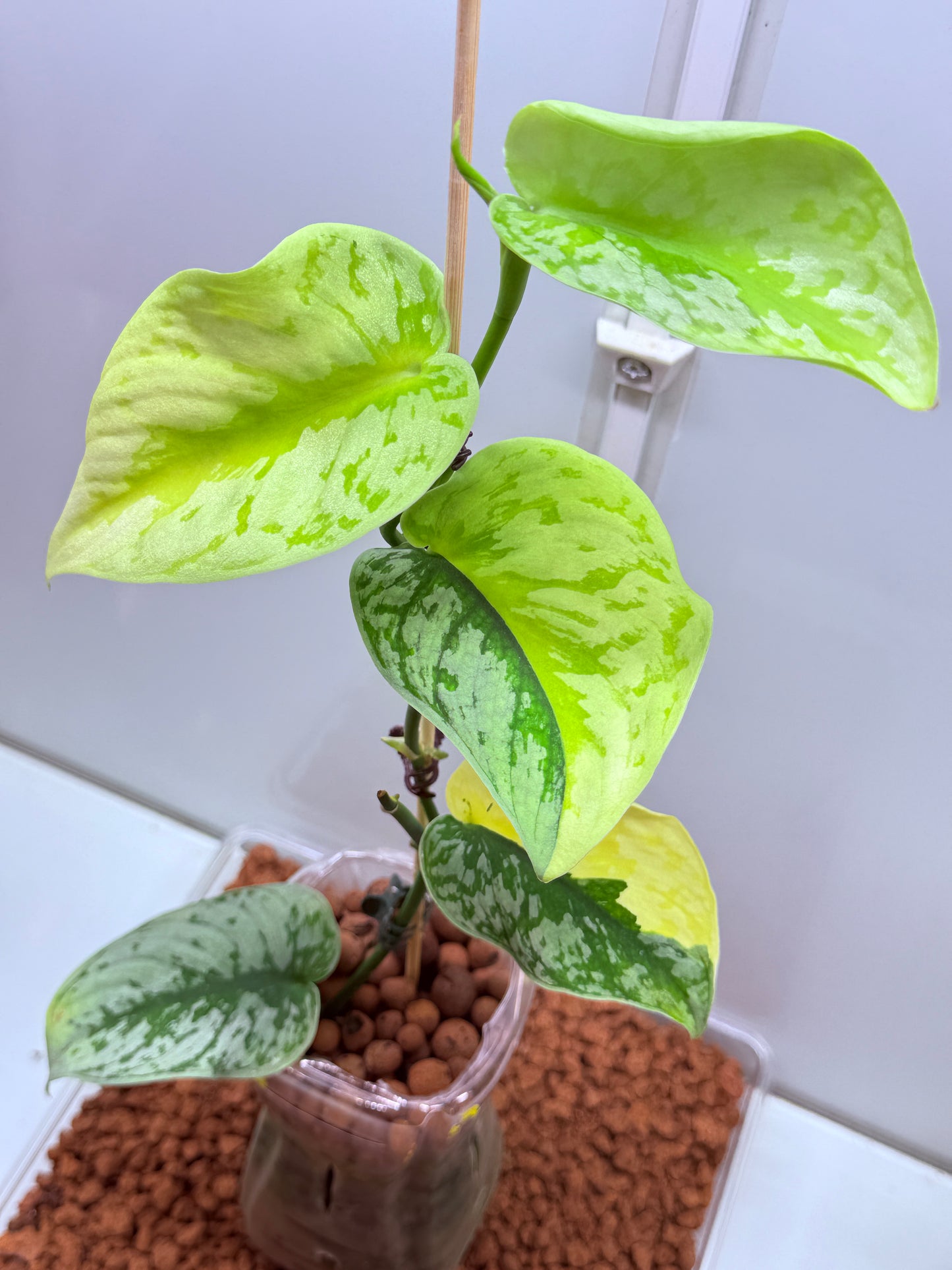 Scindapsus Mayari Aurea High Variegation - SMA1