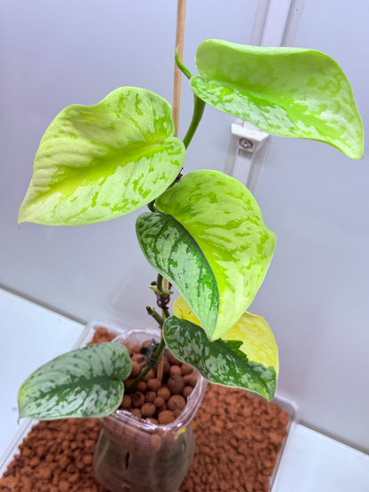 Scindapsus Mayari Aurea High Variegation - SMA1