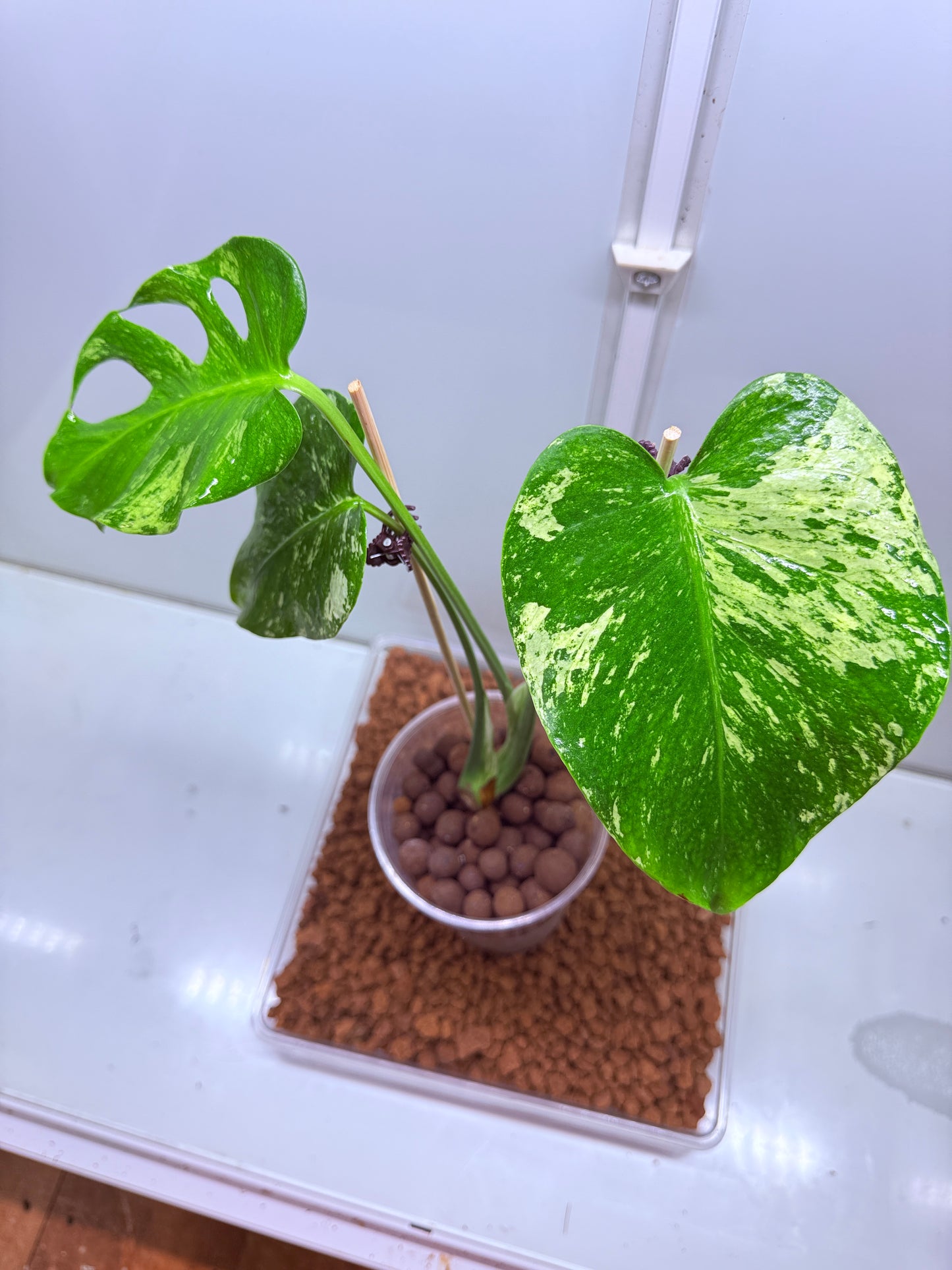 Monstera Mint Variegation - MM1