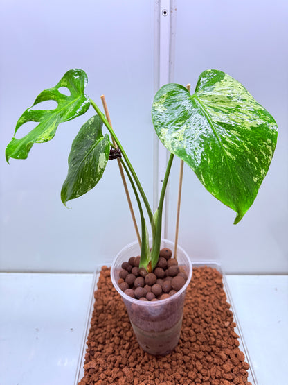 Monstera Mint Variegation - MM1