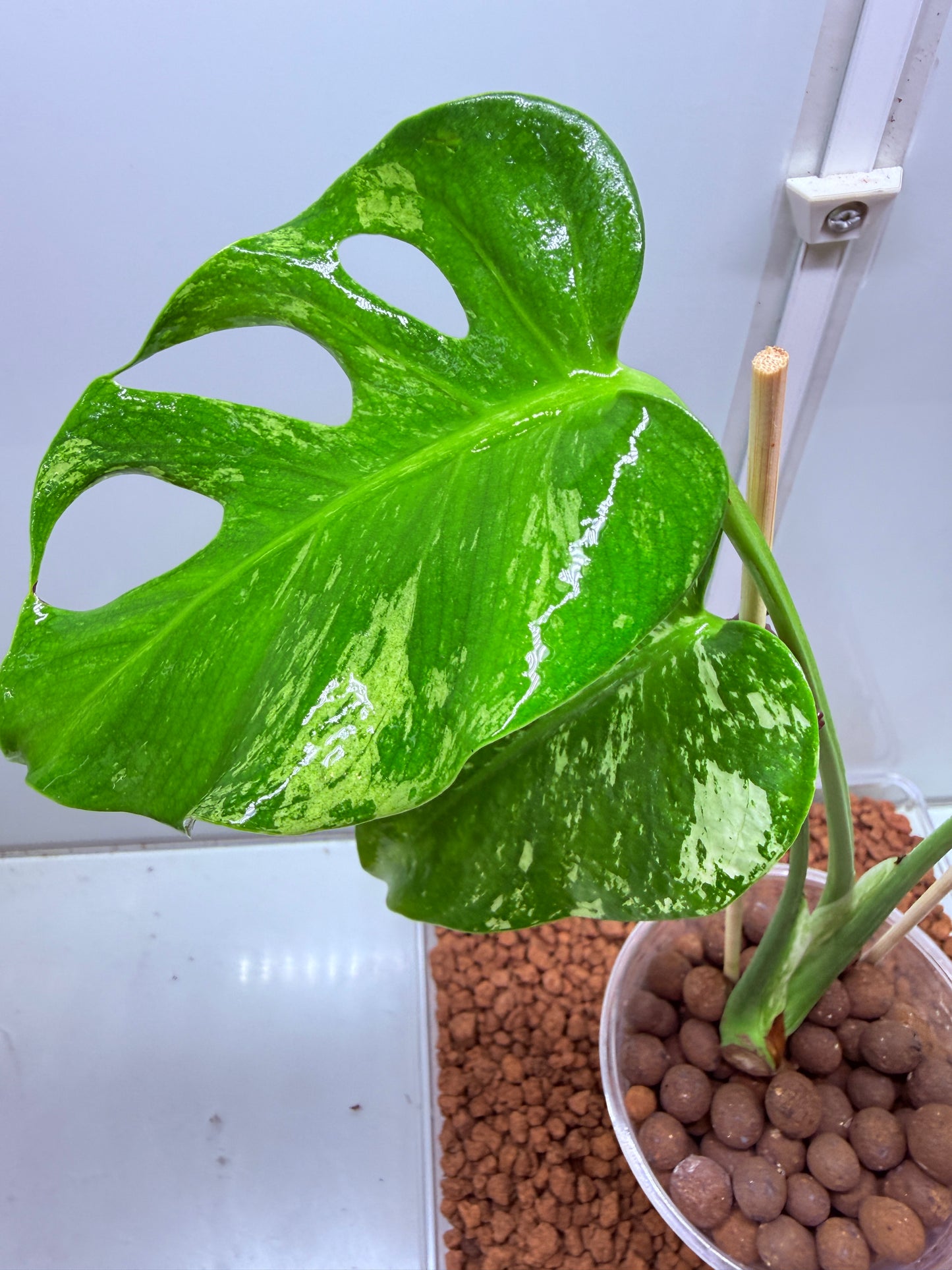 Monstera Mint Variegation - MM1