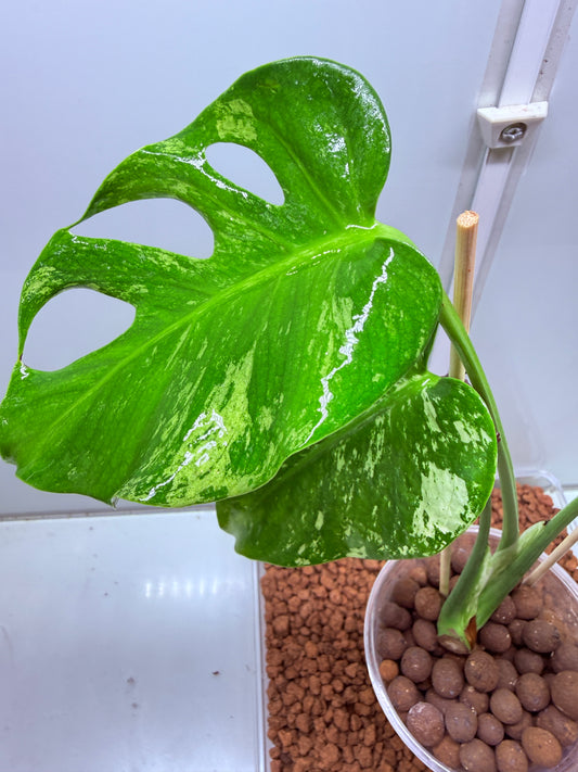 Monstera Mint Variegation - MM1