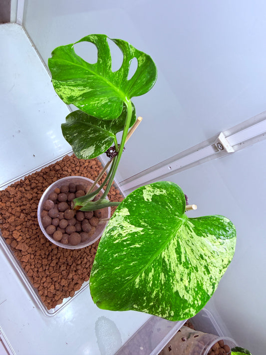 Monstera Mint Variegation - MM1