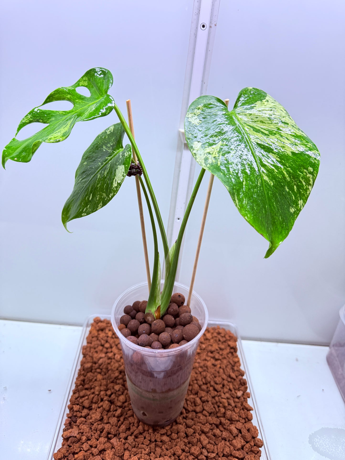 Monstera Mint Variegation - MM1