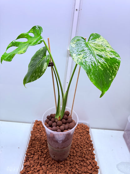 Monstera Mint Variegation - MM1